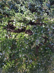 Nematolepis ovatifolia