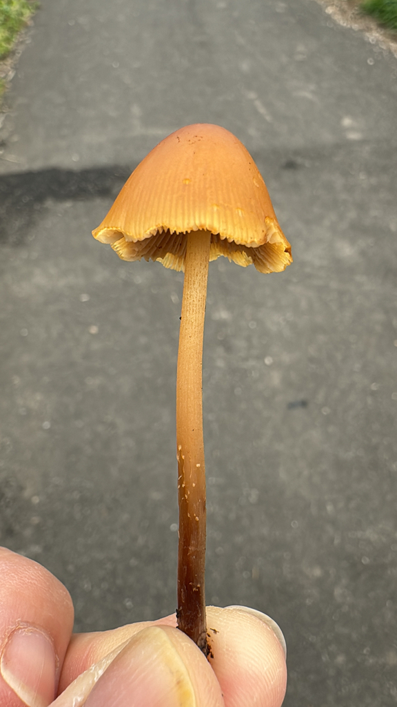Conocybe