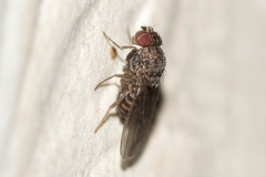 Drosophila repleta