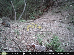 Sciurus colliaei sinaloensis