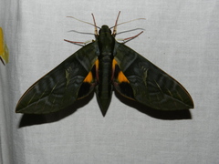 Eumorpha phorbas
