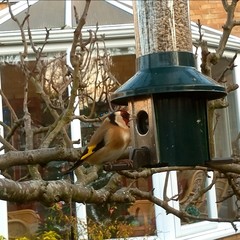 Carduelis carduelis