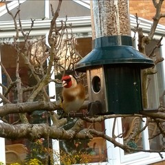 Carduelis carduelis