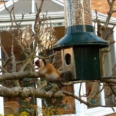 Carduelis carduelis
