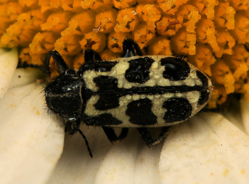 Spotted Maize Beetle photo 3