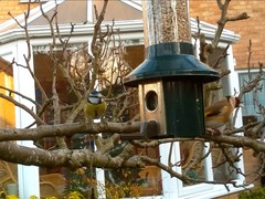 Cyanistes caeruleus