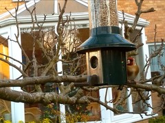 Carduelis carduelis