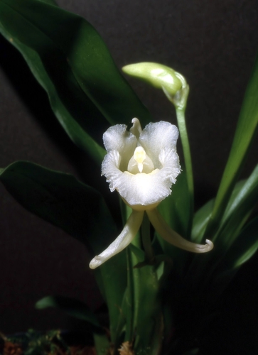 Daiotyla albicans