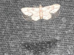 Gymnoscelis taprobanica