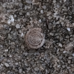 Polygyra cereolus image