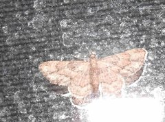 Gymnoscelis taprobanica