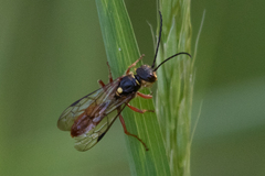 Tachynomyia abdominalis