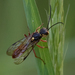 Tachynomyia abdominalis - Photo (c) Ramit Singal, μερικά δικαιώματα διατηρούνται (CC BY), uploaded by Ramit Singal