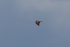 Milvus migrans