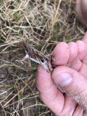 Physalaemus biligonigerus