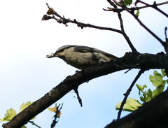 Sitta europaea albifrons