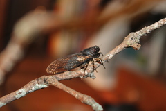 Birrima castanea