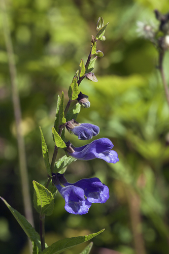 Scutellaria yezoensis iNat (3)