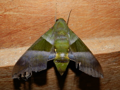 Oryba achemenides