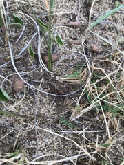 Physalaemus biligonigerus