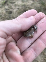 Physalaemus biligonigerus