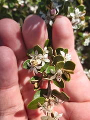 Nematolepis ovatifolia