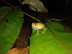 Boana cinerascens