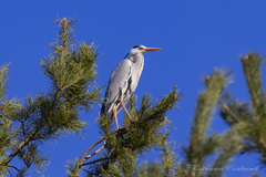 Ardea cinerea
