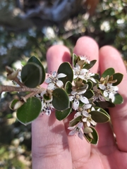 Nematolepis ovatifolia