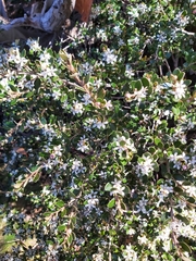 Nematolepis ovatifolia