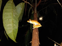 Boana calcarata