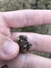 Physalaemus biligonigerus