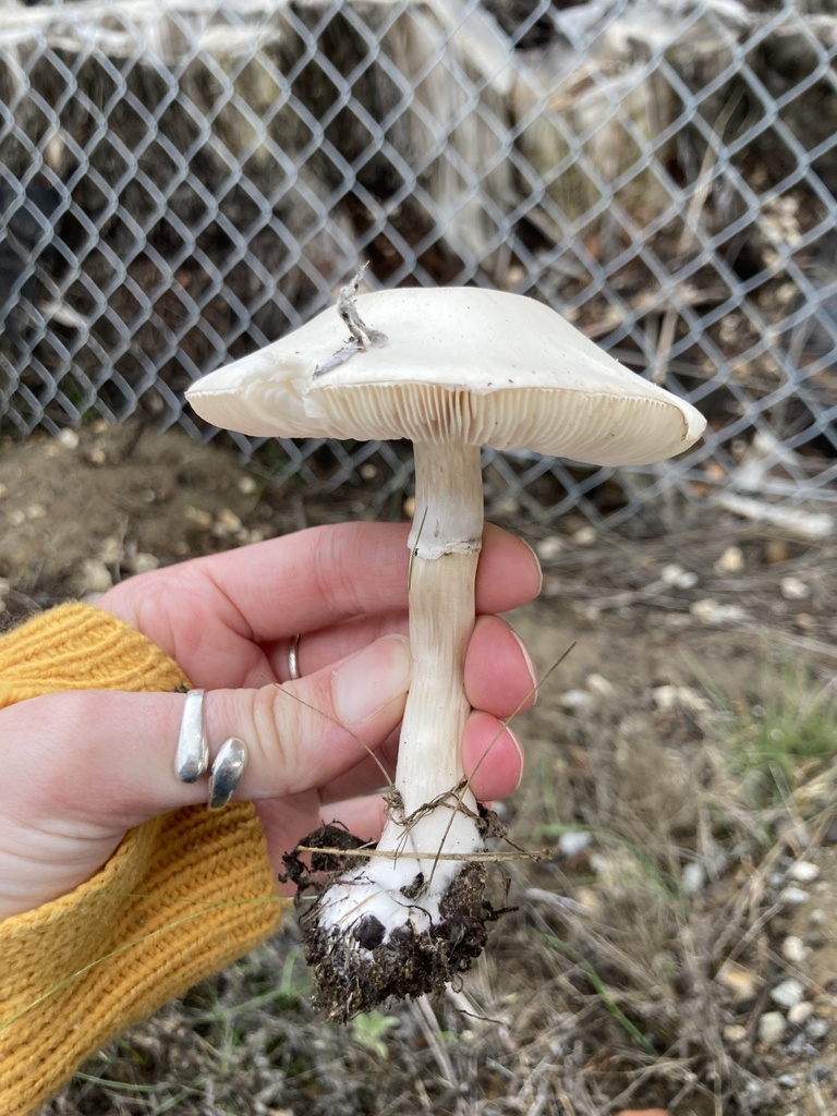 Leucocoprinus leucothites · November 2025 · photo: © scheim (iNaturalist, cc-by-nc)