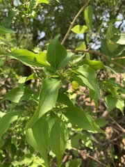 Strychnos spinosa spinosa