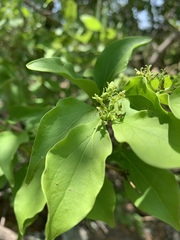 Strychnos spinosa spinosa
