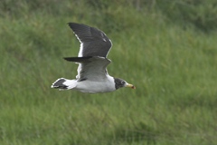 Larus belcheri