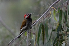 Colaptes atricollis