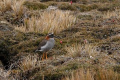 Phegornis mitchellii