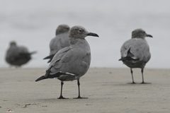 Leucophaeus modestus