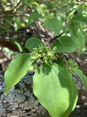 Strychnos spinosa spinosa