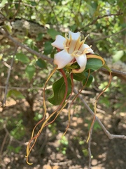 Strophanthus petersianus