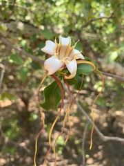 Strophanthus petersianus
