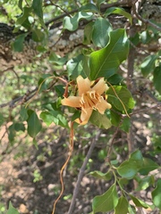 Strophanthus petersianus