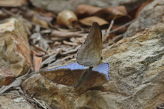 Tanaecia