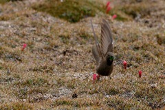 Chalcostigma olivaceum