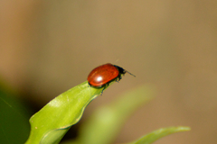 Plagiodera erythroptera