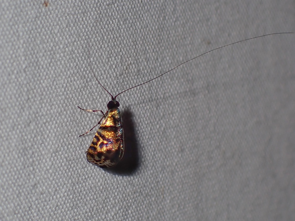 Nemophora aglaospila