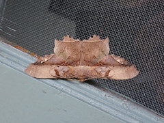 Chorodna complicataria