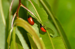 Plagiodera erythroptera