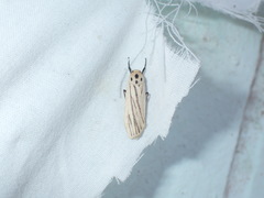 Tigrioides leucanioides